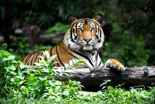 baume du tigre efficace