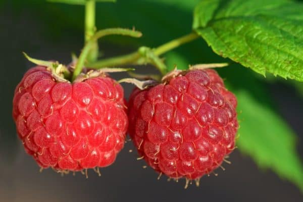 framboise baies