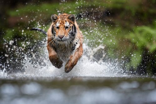 baume du tigre contre le rhume