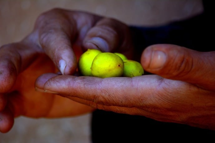 huiles essentielle d'argan