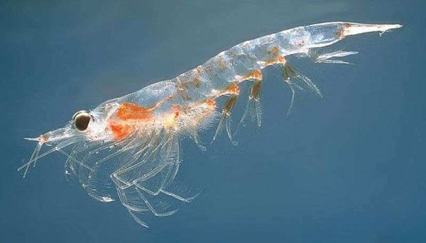 krill de l’Antarctique