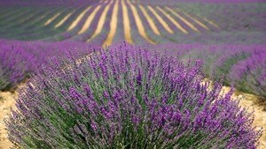 l'huile essentielle de lavande