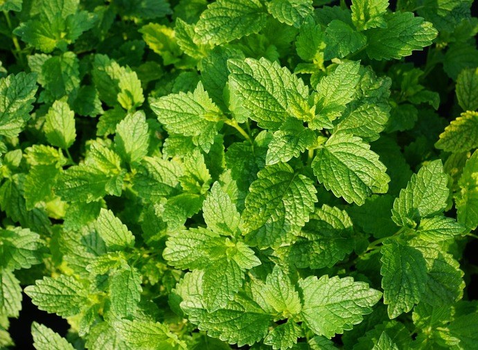 l'huile essentielle de menthe poivrée