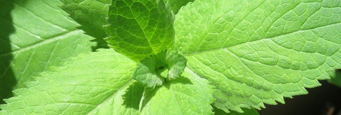 l'huile essentielle de menthe poivrée