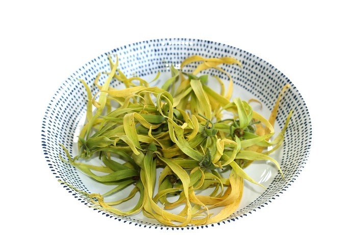 la plante ylang-ylang