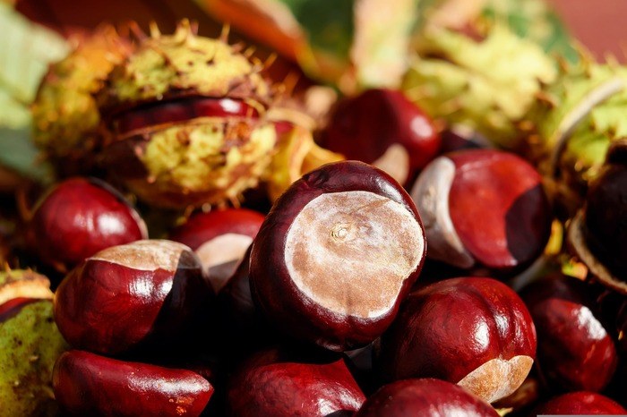 aliments-sante-chataigne